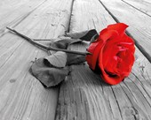 Red Rose on Wood Vibrant Romance
