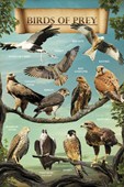Birds of Prey Identification