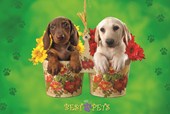 Pups in Pots My Best Best