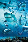 Infested Waters Sharks