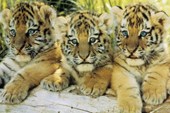 A Trio of Tigers Tiger Cubs