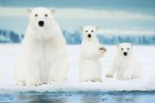 Polar Harmony Polar Bear Family