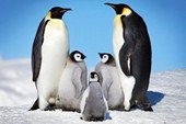 Penguin Harmony Penguin Family