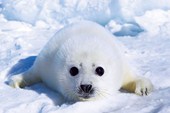 Harp Seal Pup Adorable Animals