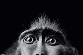 Monkey Eyes Tim Flach