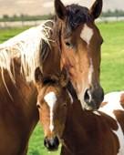 Mare and Foal Horse Photography
