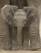 Big Ears Baby Elephant