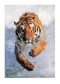 Running Free Tiger